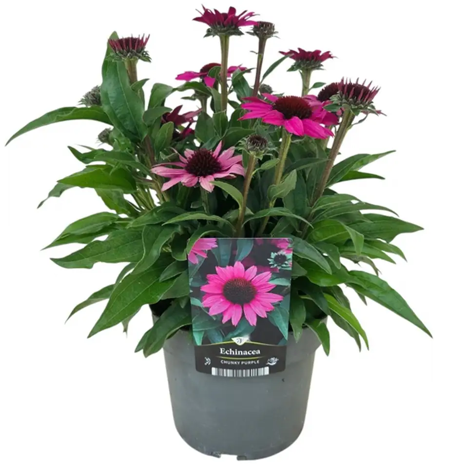 Ехинацея D17 H40 - Echinacea Chunky Purple - Image 2