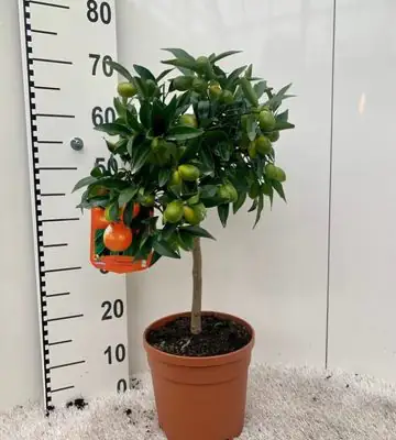 Цитрус Кумкуат D21 H90 - Citrofortunella Kumquat on stem