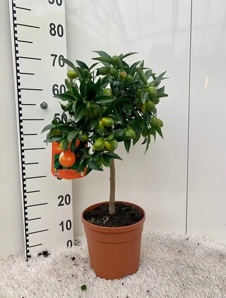 Цитрус Кумкуат D21 H90 - Citrofortunella Kumquat on stem
