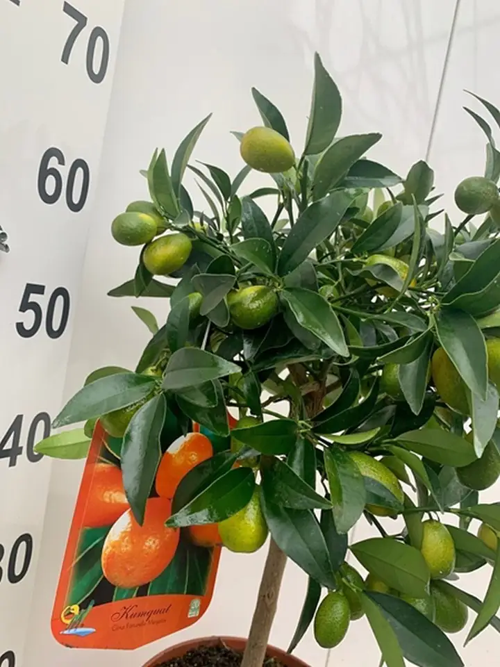 Цитрус Кумкуат D21 H90 - Citrofortunella Kumquat on stem - Image 2