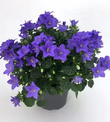 Кампанула D11 H22 - Campanula portenshlagiana Ocean