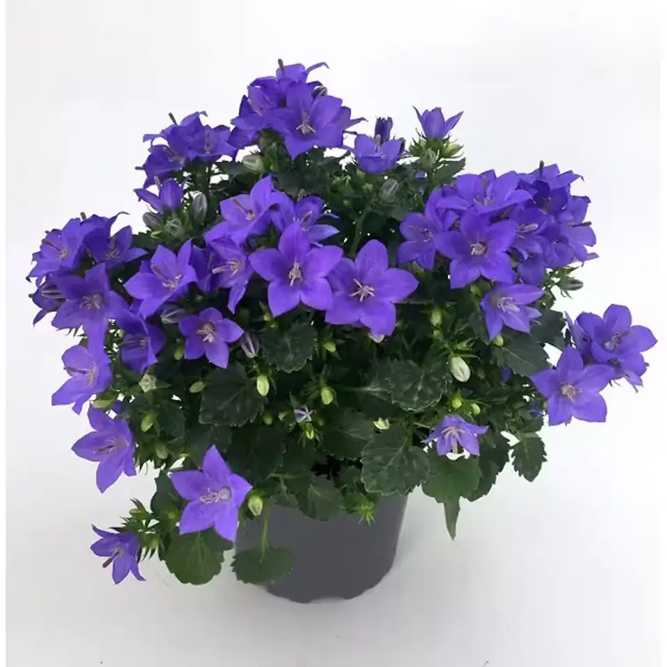 Кампанула D11 H22 - Campanula portenshlagiana Ocean