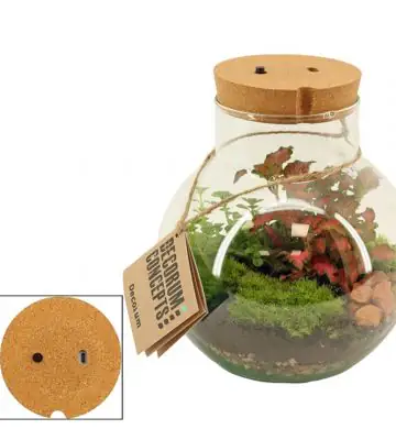 Растения в стъклен съд D19 екосистема - Terrarium LED