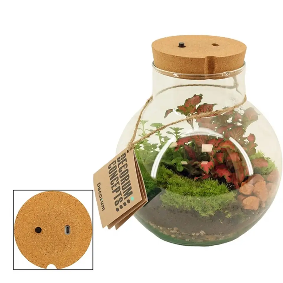 Растения в стъклен съд D19 екосистема - Terrarium LED