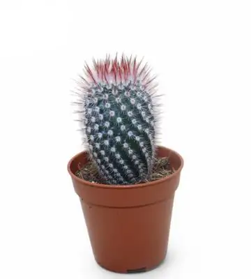 Кактус D5,5 H10 - Notocactus Scopa Rubra