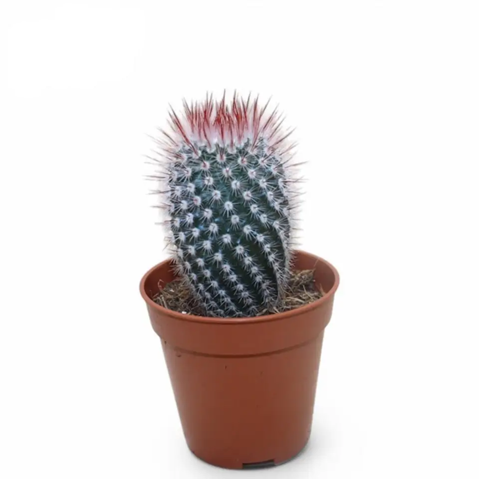 Кактус D5,5 H10 - Notocactus Scopa Rubra