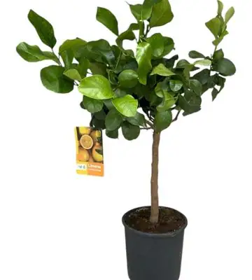 Цитрус Лимон D21 H80 - Citrus Lemon on stem