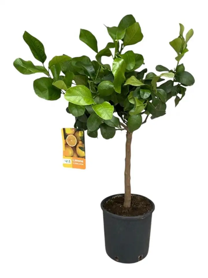 Цитрус Лимон D21 H80 - Citrus Lemon on stem