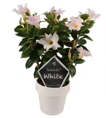 Мандевила D14 H40 - Mandevilla Sundaville White rack
