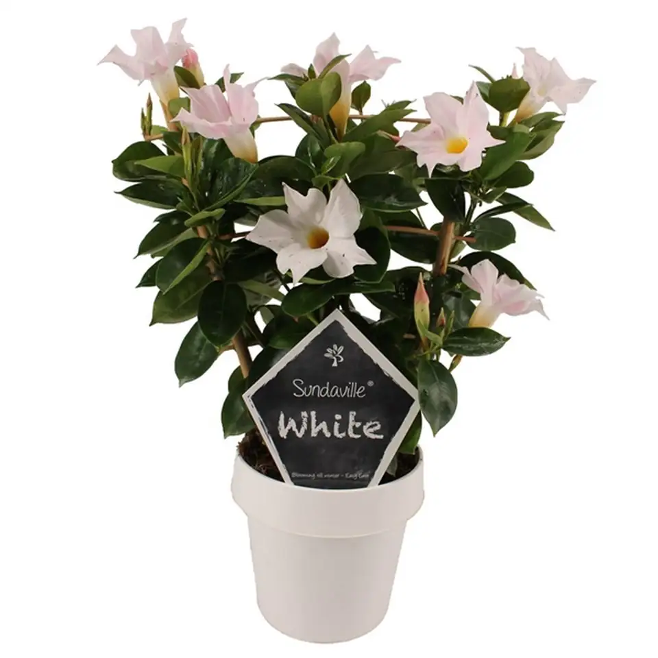 Мандевила D14 H40 - Mandevilla Sundaville White rack