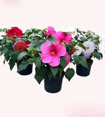 Хибискус D23 H70 - Hibiscus Extreme mix