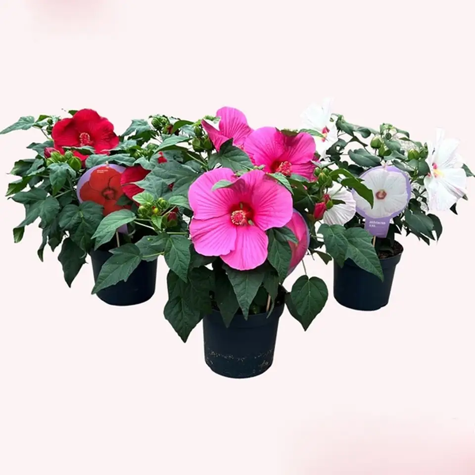 Хибискус D23 H70 - Hibiscus Extreme mix