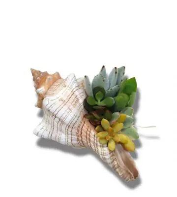 НАЧАЛО 1 Сукуленти микс в раковина D16 H8 - Succulents in shell