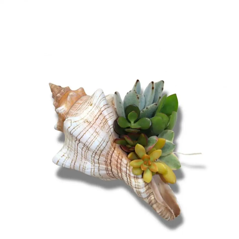 Сукуленти микс в раковина D16 H8 - Succulents in shell
