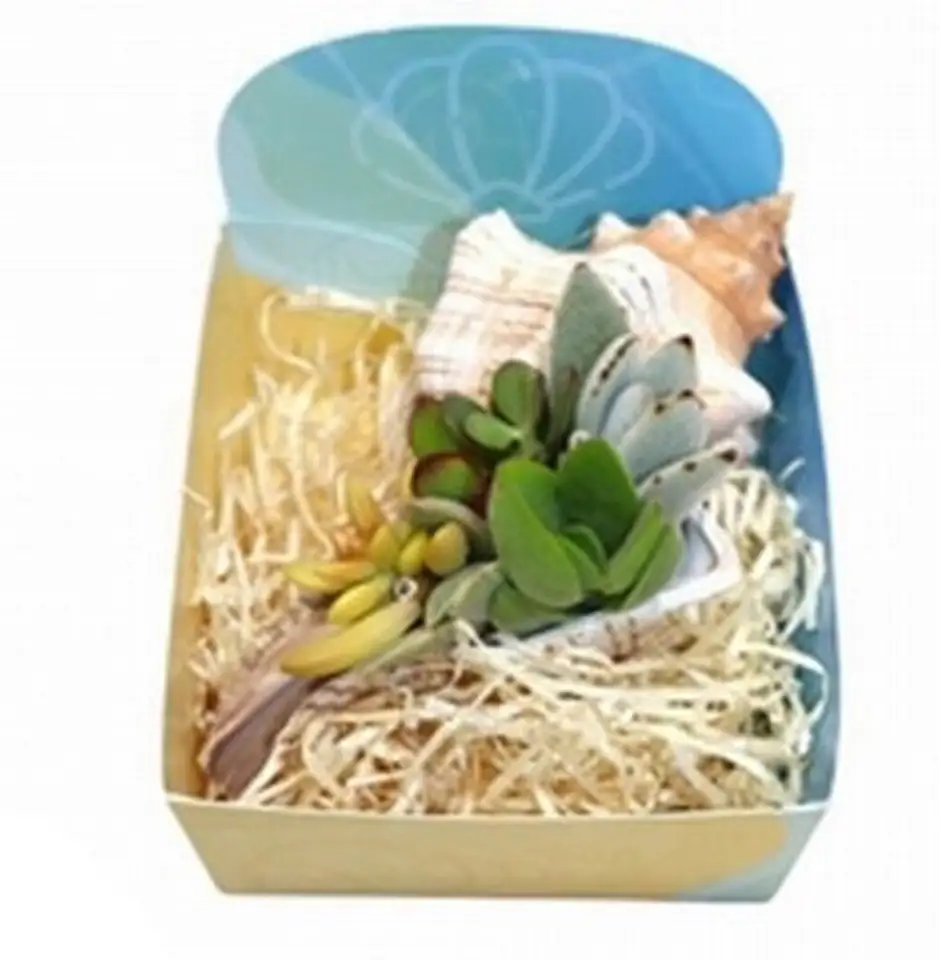 Сукуленти микс в раковина D16 H8 - Succulents in shell - Image 2