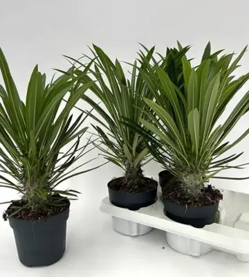 Пахиподиум D14 H50 - Pachypodium Lamerei