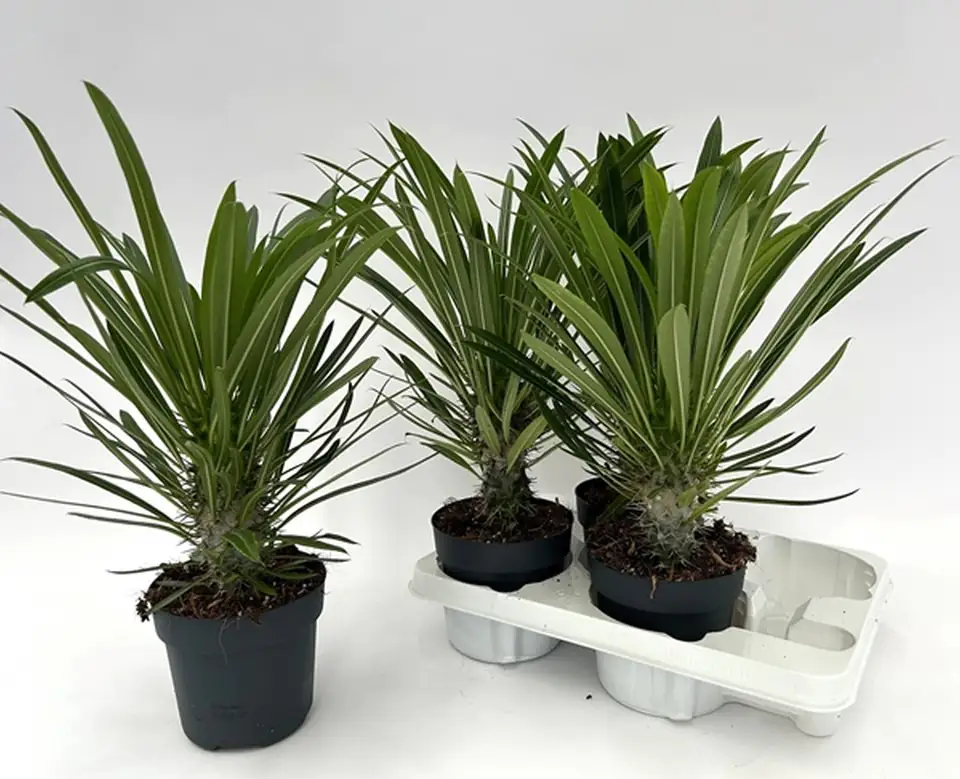 Пахиподиум D14 H50 - Pachypodium Lamerei