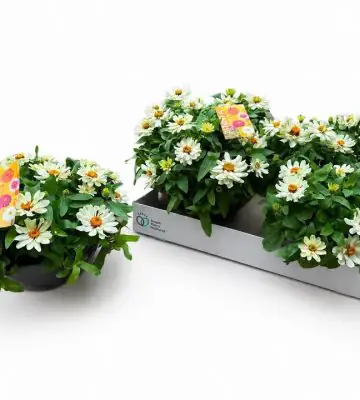Циниа D27 H32 - Zinnia marylandica zahara white
