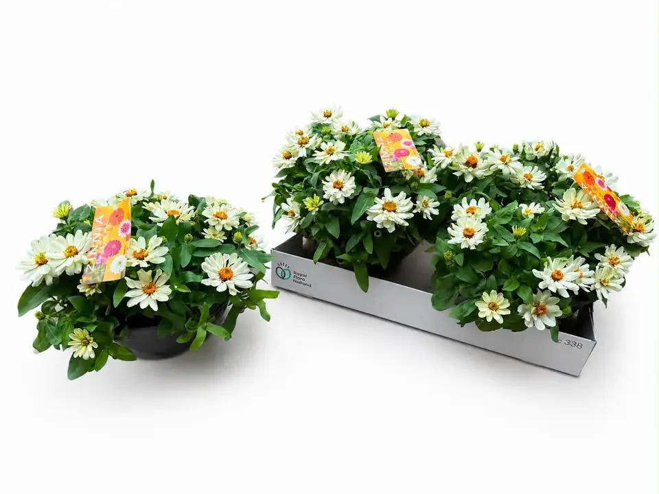 Циниа D27 H32 - Zinnia marylandica zahara white