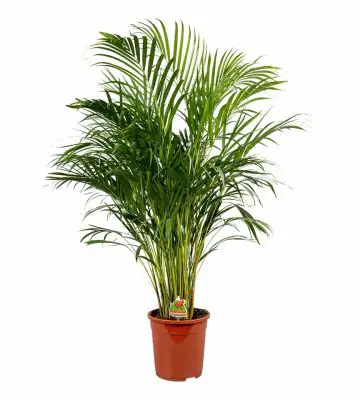 Арека D24 H120 - Dypsis Lutescens 25pp