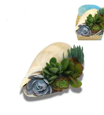 Сукуленти микс в раковина D16 H8 - Succulents in shell Melo