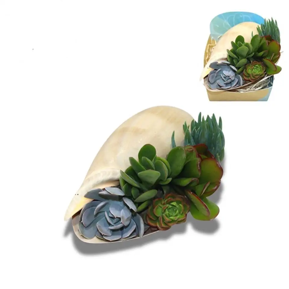 Сукуленти микс в раковина D16 H8 - Succulents in shell Melo
