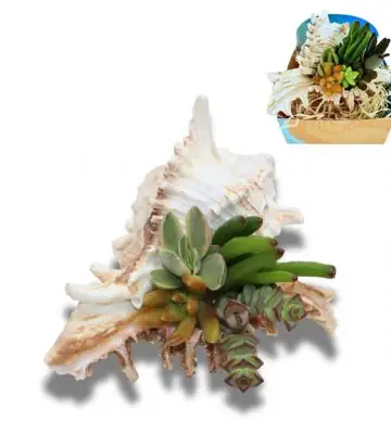 Сукуленти микс в раковина D18 H13 - Succulents in shell Murex