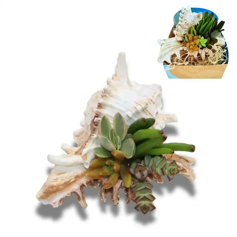 Сукуленти микс в раковина D18 H13 - Succulents in shell Murex