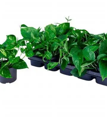 Епипремнум D12 H20 - Epipremnum pinnatum Aureum