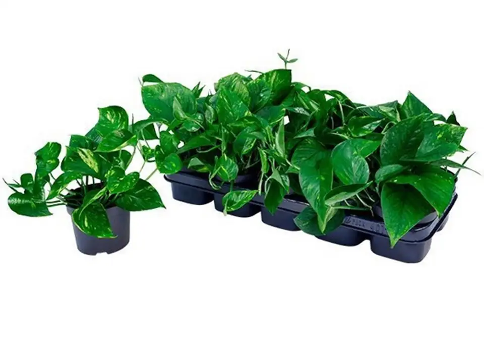 Епипремнум D12 H20 - Epipremnum pinnatum Aureum