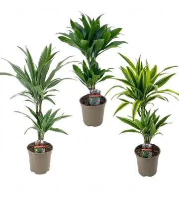 Драцена D17 H65 - Dracaena Deremensis 30-10