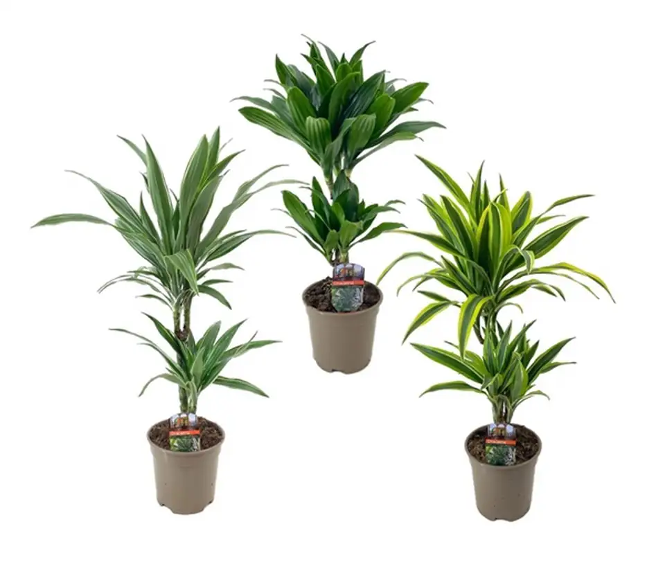 Драцена D17 H65 - Dracaena Deremensis 30-10