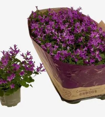 Кампанула D10.5 H20 - Campanula portenschlagiana Blueone
