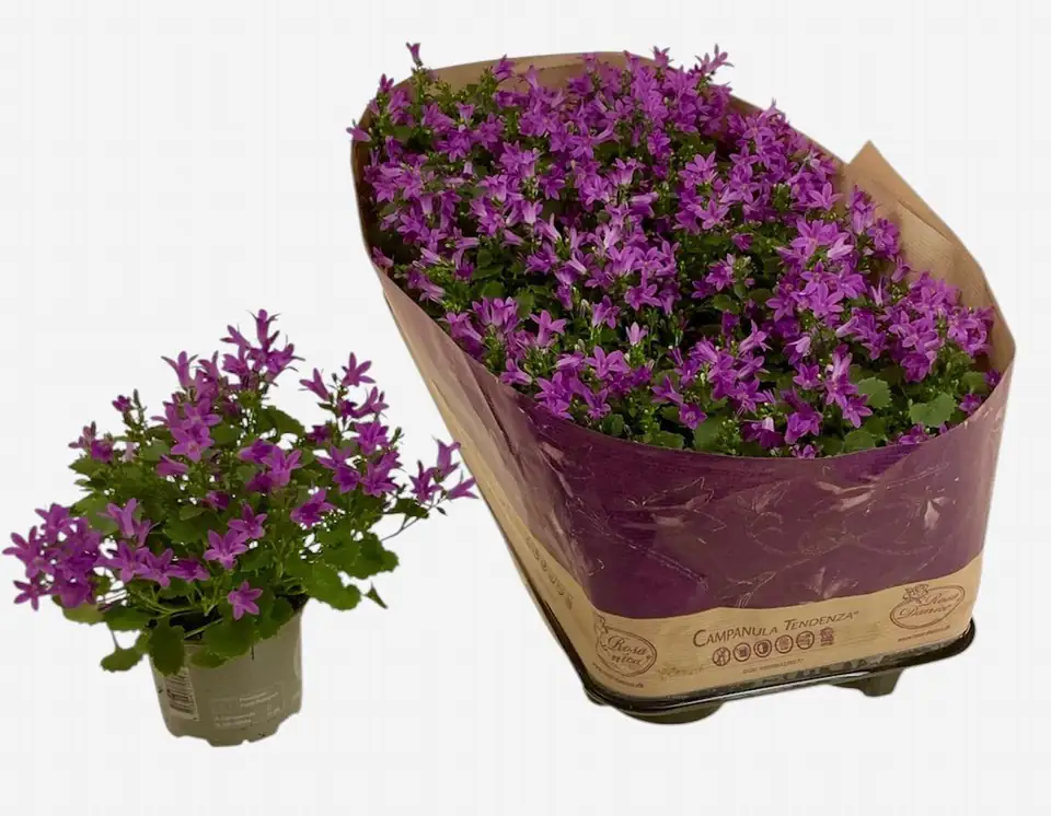 Кампанула D10.5 H20 - Campanula portenschlagiana Blueone