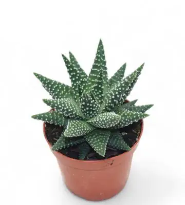 НАЧАЛО 3 Хавортия D8,5 H15 - Haworthia Margaritifera