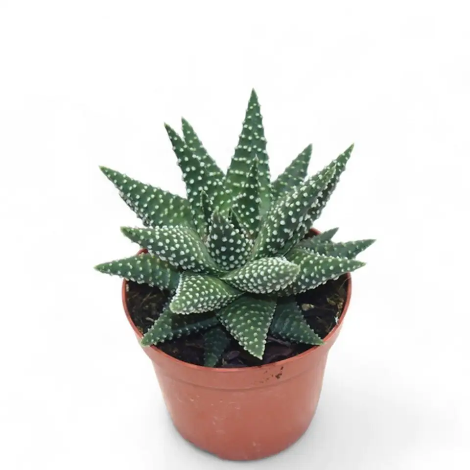 Хавортия D8,5 H15 - Haworthia Margaritifera