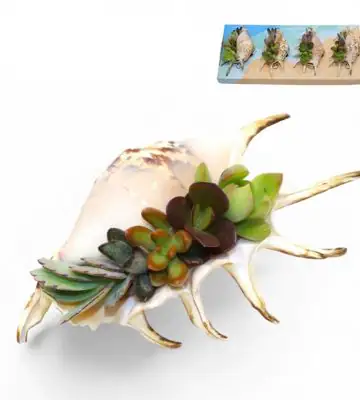 Сукуленти микс в раковина D10 H8 - Succulents in shell