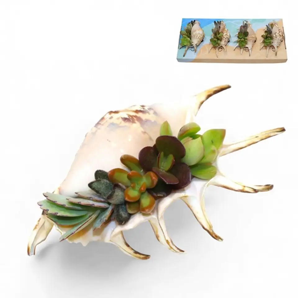 Сукуленти микс в раковина D10 H8 - Succulents in shell