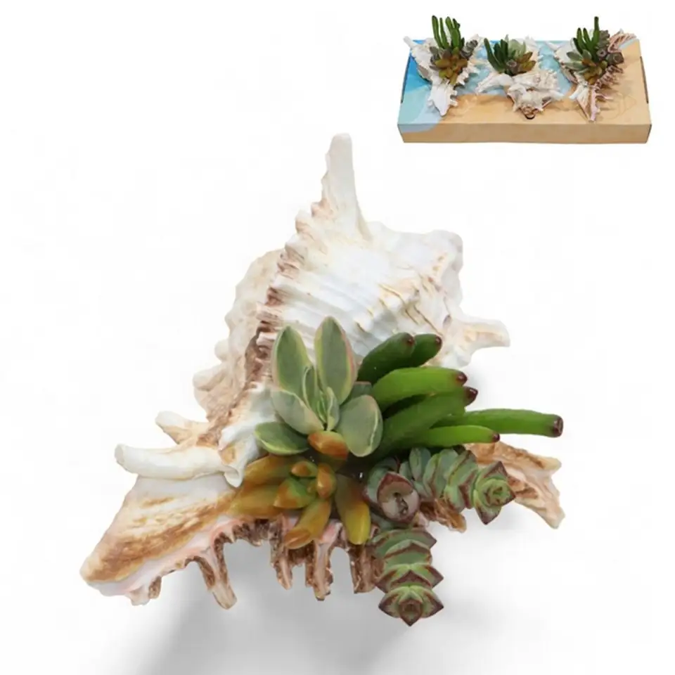 Сукуленти микс в раковина D10 H8 - Succulents in shell - Image 2