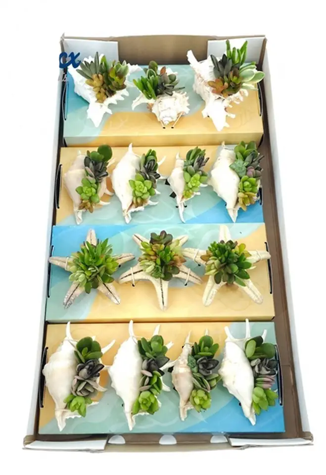 Сукуленти микс в раковина D10 H8 - Succulents in shell - Image 3