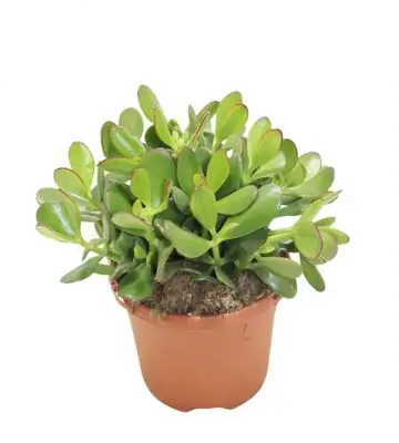 Красула D17 H25 - Crassula ovata