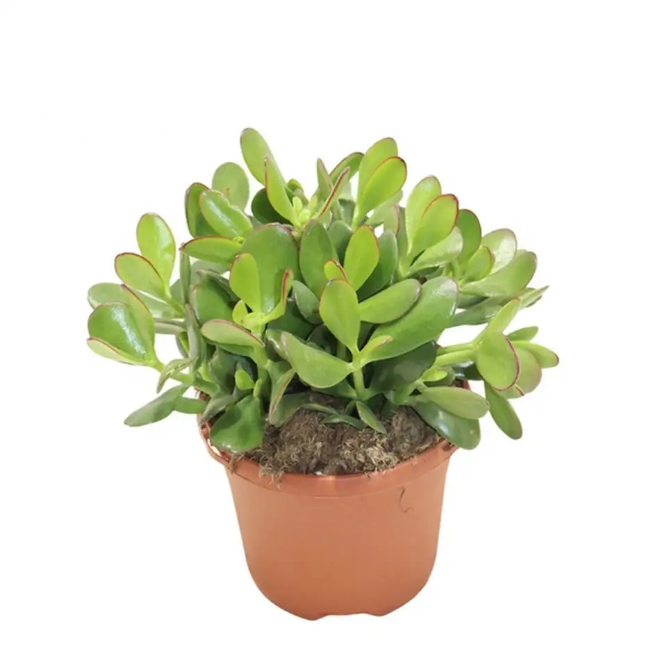 Красула D17 H25 - Crassula ovata