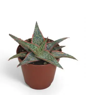 Алое D5.5 H12 - Aloe Dannyz