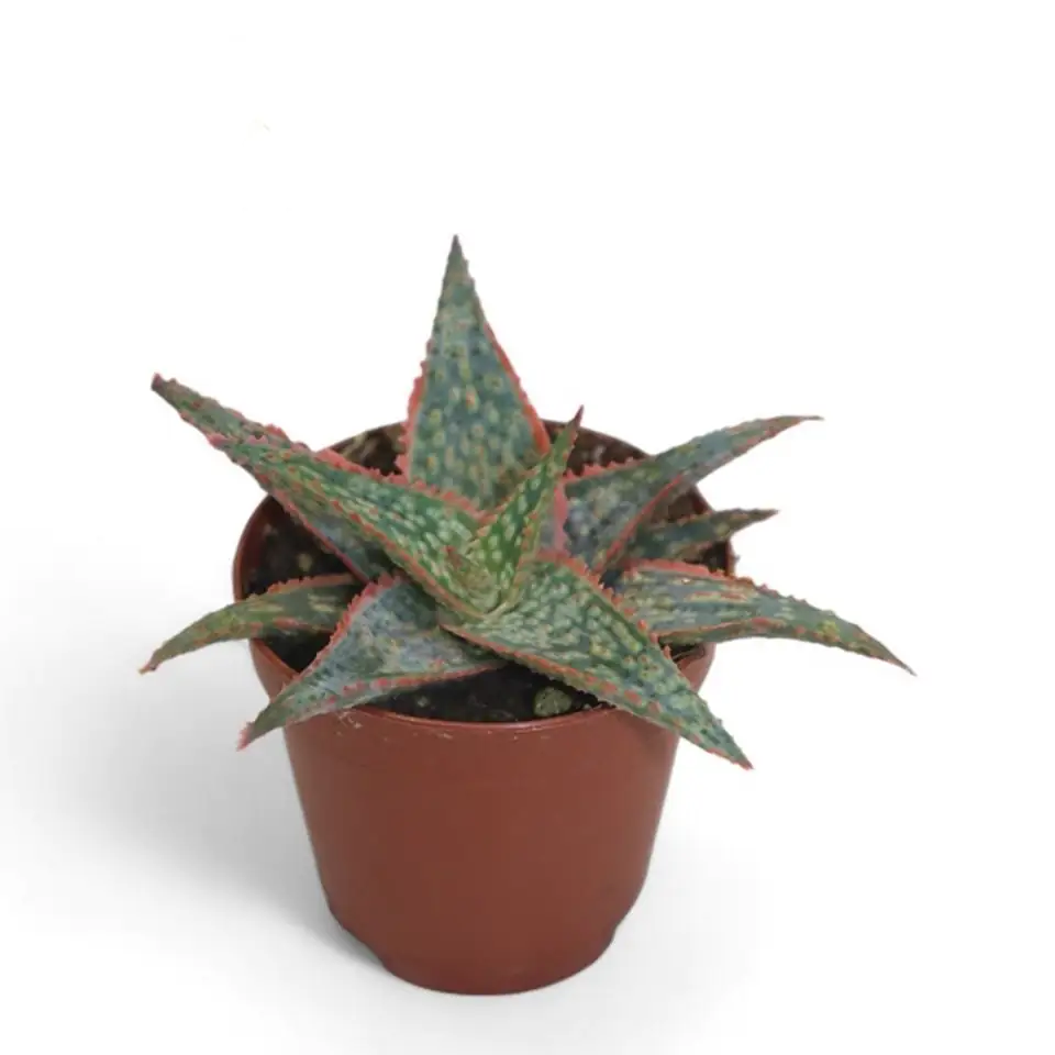 Алое D5.5 H12 - Aloe Dannyz
