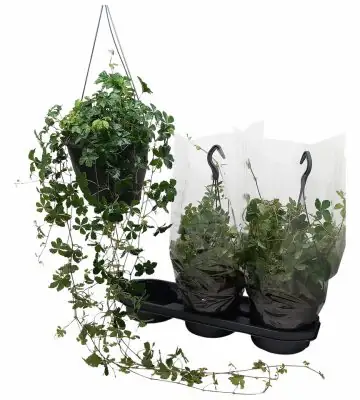 Партеноцисус D19 H80 - Parthenocissus Sugar Vine