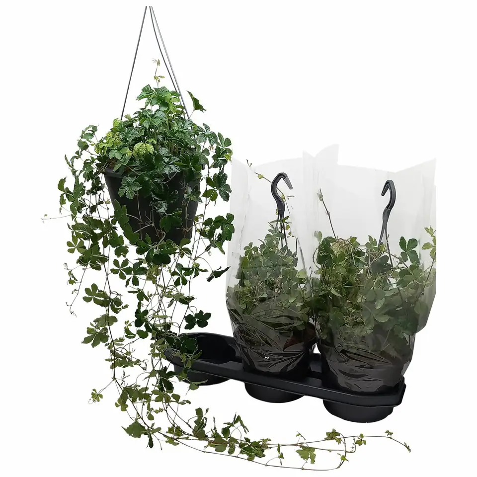Партеноцисус D19 H80 - Parthenocissus Sugar Vine