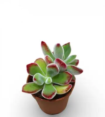 Ечеверия D5,5 H8 - Echeveria Pulvinata