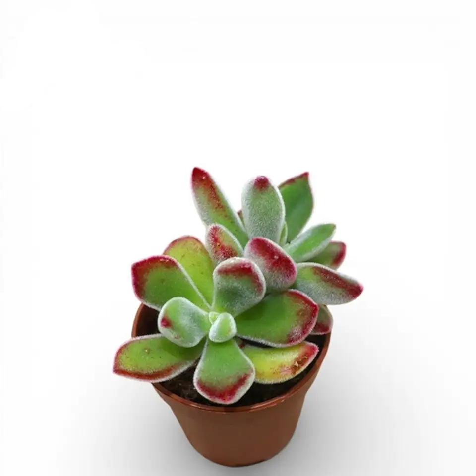 Ечеверия D5,5 H8 - Echeveria Pulvinata