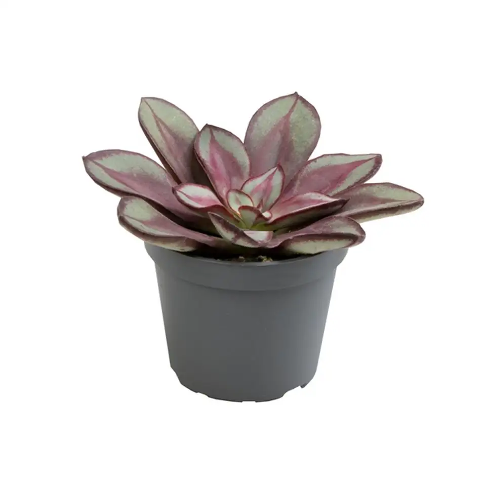 Ечеверия D6.5 H8 - Echeveria Maruba Benitsukasa - Image 2