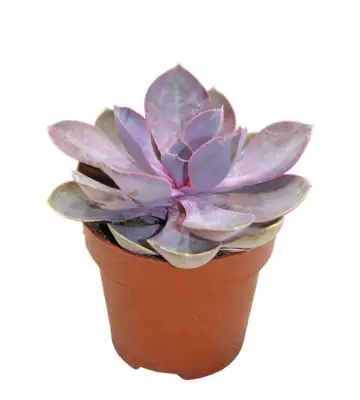 Ечеверия D8,5 H10 - Echeveria Metallica Pearl